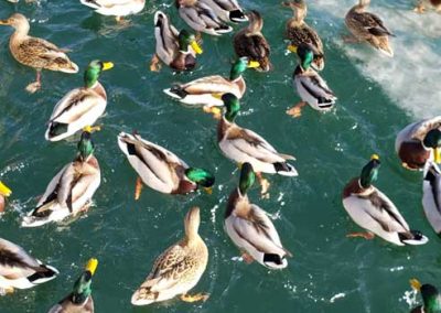 ducks in water